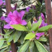 ヒメ日記 2026/04/27 07:12 投稿 高木　はるか 八王子だョ！変態集合