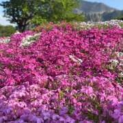 ヒメ日記 2025/05/15 04:37 投稿 ふうか an_an（アンアン）