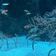 ヒメ日記 2025/10/03 13:08 投稿 ふうか an_an（アンアン）