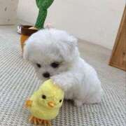 ヒメ日記 2025/04/27 16:30 投稿 のの ハニープラザ（ユメオト）