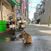 ヒメ日記 2025/06/19 10:17 投稿 七草せり -NEO-皇帝別館（中央街）