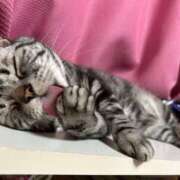 ヒメ日記 2025/11/03 02:43 投稿 ゆいにゃん One More 奥様　錦糸町店