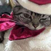 ヒメ日記 2025/12/27 23:36 投稿 ゆいにゃん One More 奥様　錦糸町店