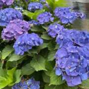 ヒメ日記 2026/06/09 07:50 投稿 ゆめ One More奥様 大宮店