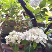 ヒメ日記 2025/06/06 23:53 投稿 ひなみ 横浜ハートショコラ（シンデレラグループ）