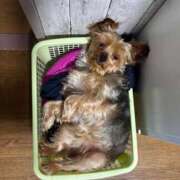 ヒメ日記 2025/06/17 21:51 投稿 ひなみ 横浜ハートショコラ（シンデレラグループ）