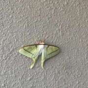 ヒメ日記 2025/08/25 20:14 投稿 ひなみ 横浜ハートショコラ（シンデレラグループ）