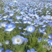 ことは【FG系列】 たいせつなおしらせ フィーリングin厚木【FG系列】