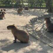 ヒメ日記 2025/06/05 16:04 投稿 ももの【愛され度MAX♡】 LIPS(リップス)