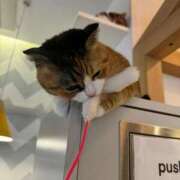 ヒメ日記 2025/04/26 13:15 投稿 小川 美月 プルプルオフィスディーバ