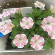 ヒメ日記 2025/07/23 07:20 投稿 りんか 手こき＆オナクラ 大阪はまちゃん