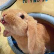 ヒメ日記 2026/02/15 23:03 投稿 れに モアグループ小山人妻花壇