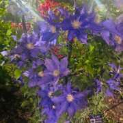 ヒメ日記 2025/05/14 09:02 投稿 島村　こと YOKOHAMA FIVESTAR（横浜ファイブスター）