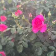 ヒメ日記 2025/05/16 09:15 投稿 島村　こと YOKOHAMA FIVESTAR（横浜ファイブスター）