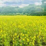 ヒメ日記 2025/05/17 09:15 投稿 島村　こと YOKOHAMA FIVESTAR（横浜ファイブスター）