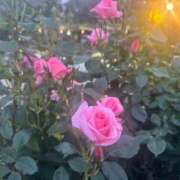 ヒメ日記 2025/06/13 09:15 投稿 島村　こと YOKOHAMA FIVESTAR（横浜ファイブスター）