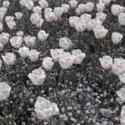 ヒメ日記 2025/11/20 19:23 投稿 姫川きき グランエステ東京 品川（シンデレラグループ）