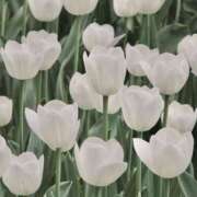 ヒメ日記 2025/11/25 16:38 投稿 姫川きき グランエステ東京 品川（シンデレラグループ）