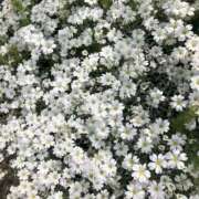 ヒメ日記 2025/11/27 15:45 投稿 姫川きき グランエステ東京 品川（シンデレラグループ）