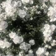 ヒメ日記 2025/11/27 21:27 投稿 姫川きき グランエステ東京 品川（シンデレラグループ）