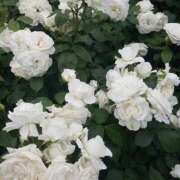 ヒメ日記 2025/12/11 09:47 投稿 姫川きき グランエステ東京 品川（シンデレラグループ）