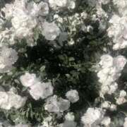 ヒメ日記 2026/01/13 16:08 投稿 姫川きき グランエステ東京 品川（シンデレラグループ）