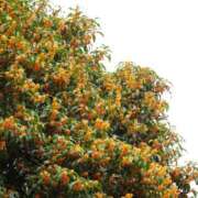 ヒメ日記 2025/10/22 23:46 投稿 七瀬 十恋人～トレンド～