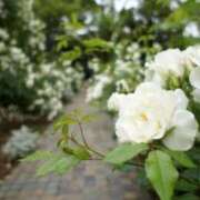 ヒメ日記 2025/04/22 18:08 投稿 彩乃 出会い系人妻ネットワーク 渋谷〜目黒編