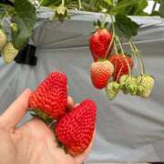 ヒメ日記 2026/02/04 19:45 投稿 春【はる】 輝女