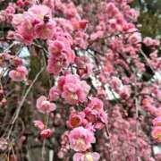 ヒメ日記 2026/02/17 09:15 投稿 春【はる】 輝女