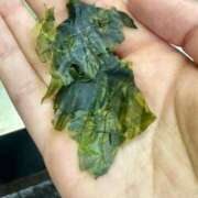 ヒメ日記 2026/03/15 22:15 投稿 春【はる】 輝女