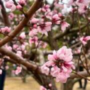 ヒメ日記 2026/03/28 12:15 投稿 春【はる】 輝女