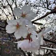 ヒメ日記 2026/04/02 19:15 投稿 春【はる】 輝女