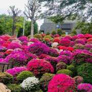 春【はる】 ツツジ 輝女