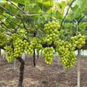 ヒメ日記 2025/09/16 23:29 投稿 ここみ 即アポ奥さん～静岡店～