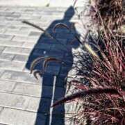 ヒメ日記 2025/11/27 07:09 投稿 ここみ 即アポ奥さん～静岡店～