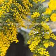 ヒメ日記 2026/02/26 12:39 投稿 ここみ 即アポ奥さん～静岡店～