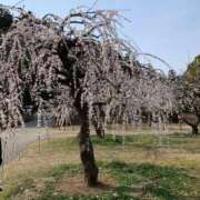 ヒメ日記 2026/02/19 11:39 投稿 しおみ 即アポ奥さん～静岡店～