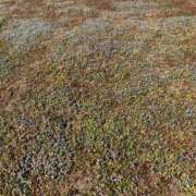 ヒメ日記 2026/03/30 09:59 投稿 しおみ 即アポ奥さん～静岡店～