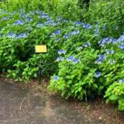 ヒメ日記 2025/06/14 08:19 投稿 みみこ 即アポ奥さん～静岡店～