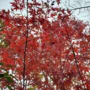 ヒメ日記 2025/11/14 00:19 投稿 りと 即アポ奥さん～静岡店～