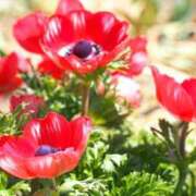 ヒメ日記 2026/02/04 17:33 投稿 体験かこ ACCENT[アクセントグループ]