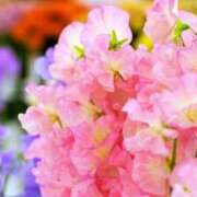 体験かこ 豊成ageha403💌𓂃𓈒𓂂𓏸 ACCENT[アクセントグループ]