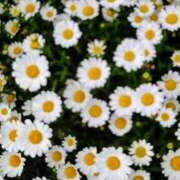 ヒメ日記 2025/04/26 20:18 投稿 そら 完熟ばなな川崎