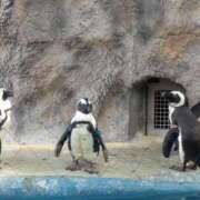 ヒメ日記 2025/11/25 14:53 投稿 すず One More 奥様　西川口店