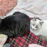 ヒメ日記 2025/12/11 18:05 投稿 すず One More 奥様　西川口店