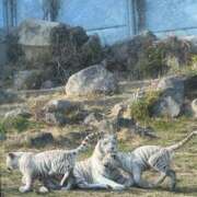 ヒメ日記 2025/05/09 18:57 投稿 きぃ with SPA (ウィズスパ)