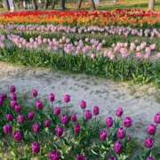 ヒメ日記 2025/05/14 15:02 投稿 きぃ with SPA (ウィズスパ)