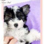 ヒメ日記 2025/07/07 07:20 投稿 かのん 横浜人妻セレブリティ（ユメオト）