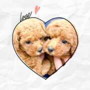 ヒメ日記 2025/07/18 07:20 投稿 かのん 横浜人妻セレブリティ（ユメオト）